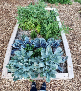 Garden Beds & Structures